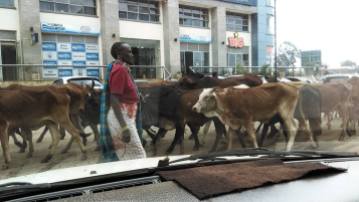 Cattle congestion